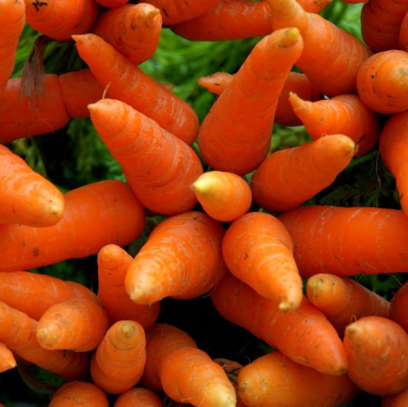 FSS Carrot Resin
